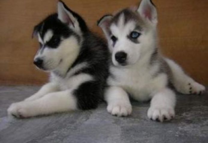 Verspielte Siberian Husky Welpen