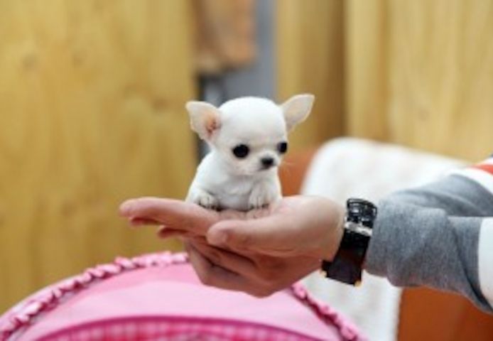 Wunderschöne Chihuahua-Welpen!