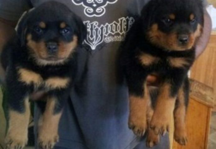 AKC-registrierte Deutsche Rottweiler-Welpen
