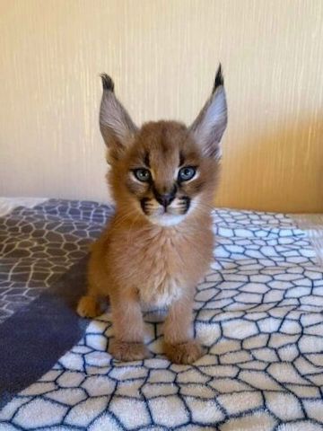 sehr süße Savannah Katze Serval und Karakal und Ozelot