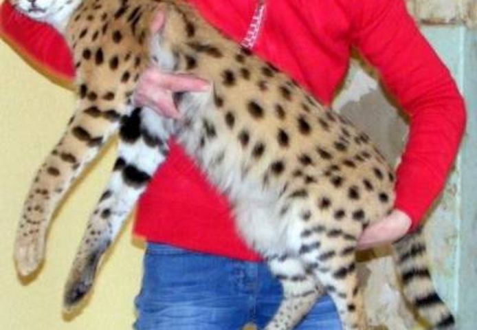 sehr süße Savannah Katze Serval und Karakal und Ozelot