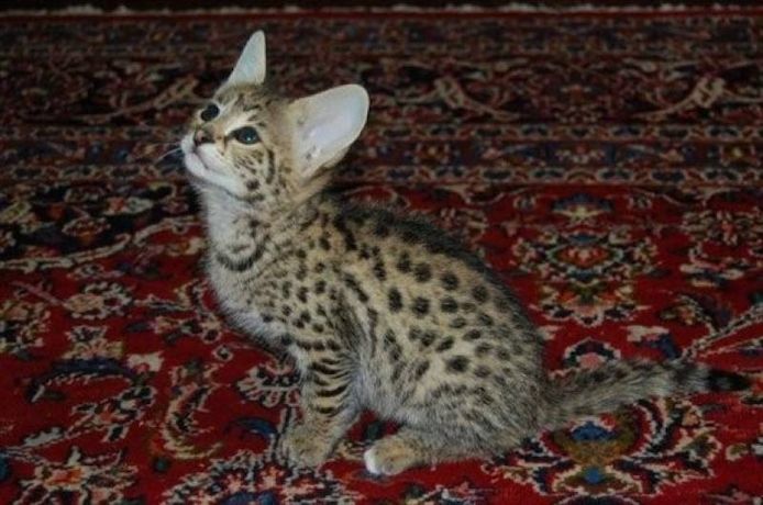 sehr süße Savannah Katze Serval und Karakal und Ozelot