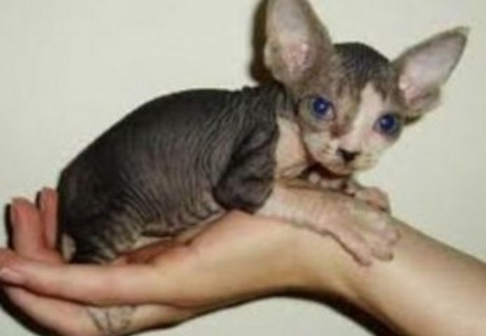 Wunderschöne Sphynx-Kätzchen