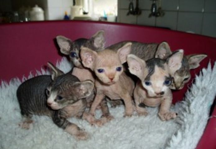 Charmante Sphynx-Kätzchen bereit für ein neues Zuhause
