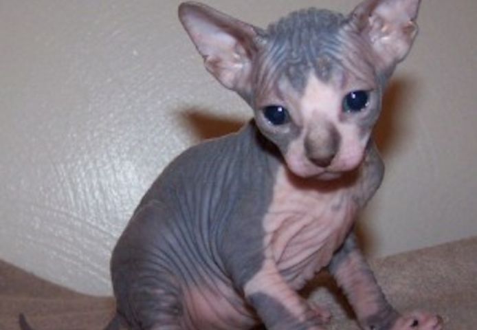Sphynx-Kätzchen für eine gute Familie