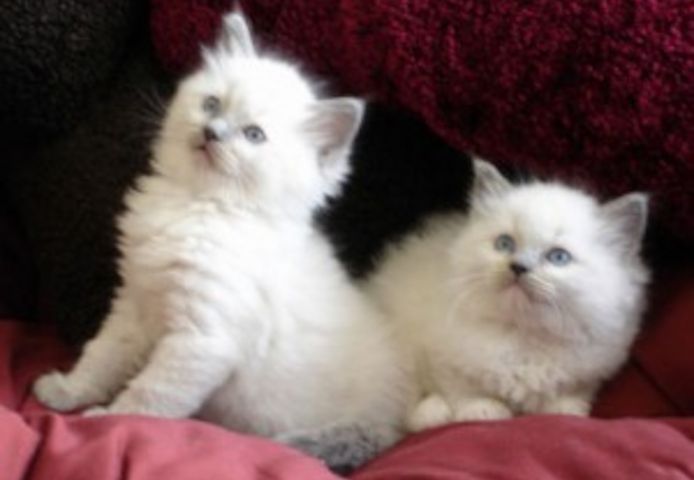 Reinrassige Ragdoll-Kätzchen verfügbar