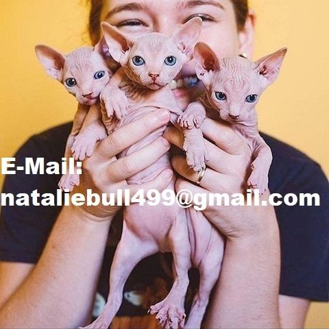 Charmante Sphynx-Kätzchen bereit für ein neues Zuhause