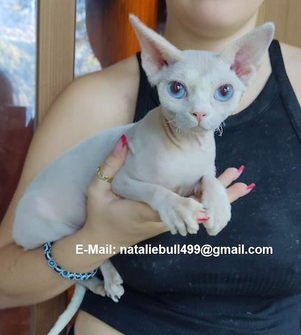 Sphynx-Kätzchen zur Abholung bereit,,