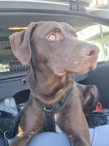 Weimaraner Mix - 8 Monate