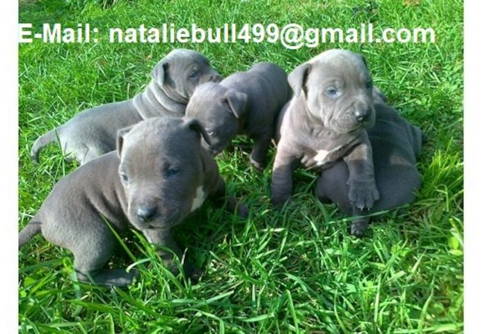 American Blue-Line Pit Bull Terrier Welpen m/w