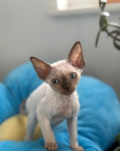 Wunderschöne Devon Rex Kätzchen