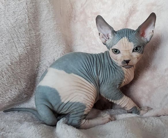 Sphynx-Kätzchen zu verkaufen