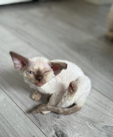 Devon Rex Kätzchen zu verkaufen