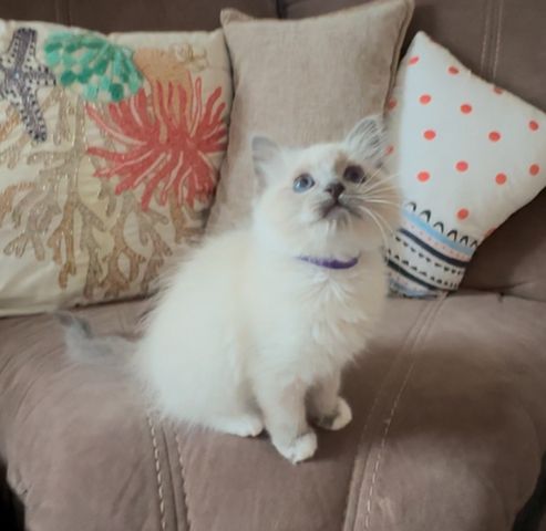 Ragdoll-Kätzchen zu verkaufen