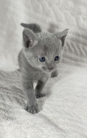 Russisch Blau Kätzchen