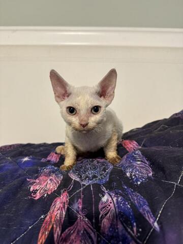 Devon Rex Kätzchen