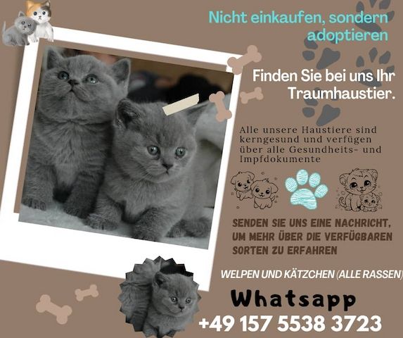 Katzenbabys BHK Britisch Kurzhaar zu verkaufen