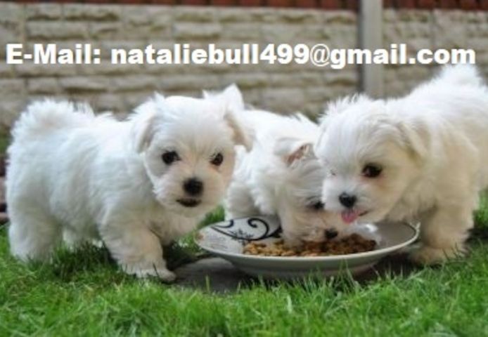 Malteser Welpen -