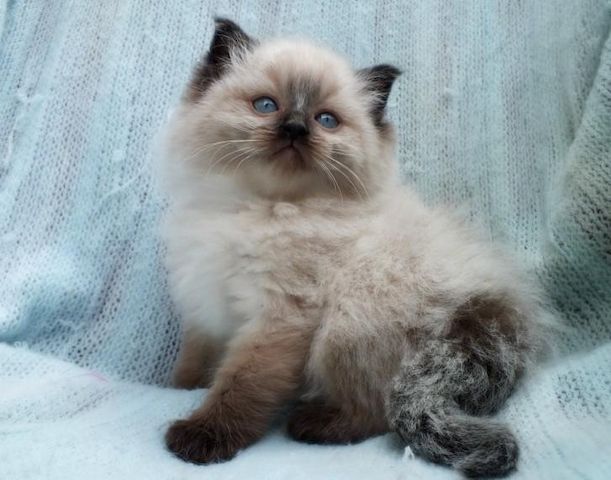 Wunderschöne Ragdoll-Kätzchen