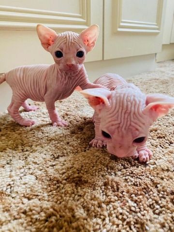 Sphynx-Kätzchen