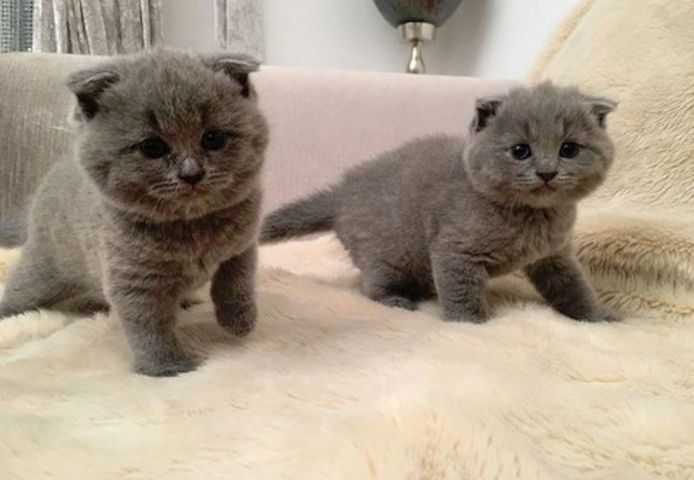 Britisch Kurzhaar Babys in versch. tabby Farben mit Papieren