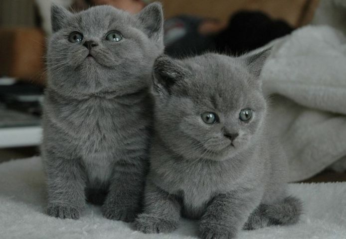 Britisch Kurzhaar Kitten mit Papieren