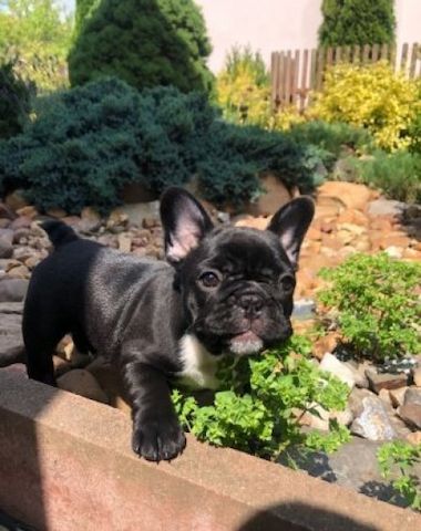 intelligenten Französischen Bulldoggenwelpen