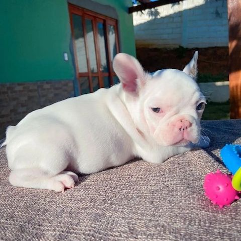 intelligenten Französischen Bulldoggenwelpen