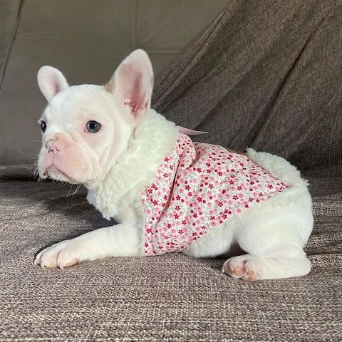 intelligenten Französischen Bulldoggenwelpen