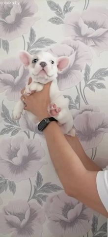 Französischen Bulldoggenwelpen