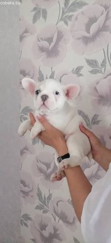 Französischen Bulldoggenwelpen