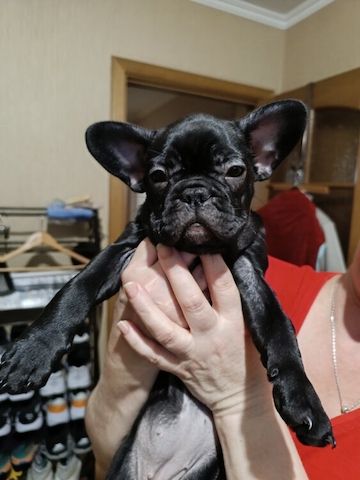 Französischen Bulldoggenwelpen