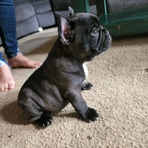 Französischer Bulldoggenwelpen