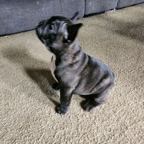 Französischer Bulldoggenwelpen
