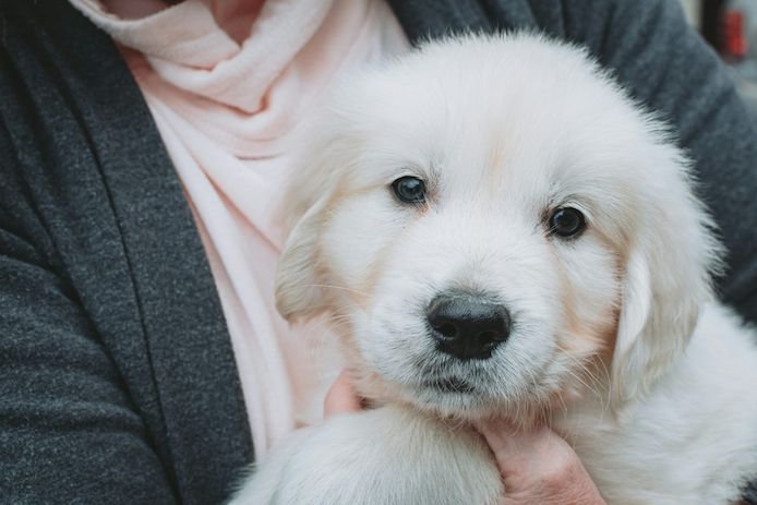 Golden Retriever Welpen