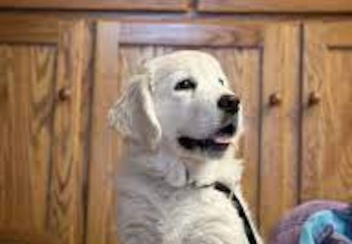 Golden Retriever Welpen zur Annahme