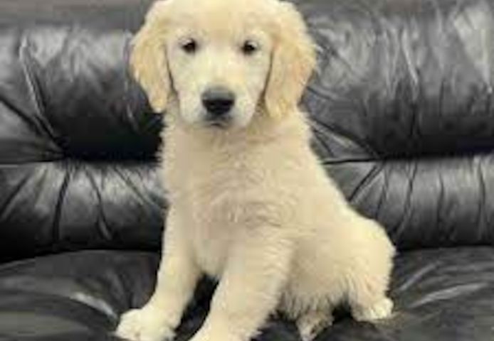 Golden Retriever zur Adoption
