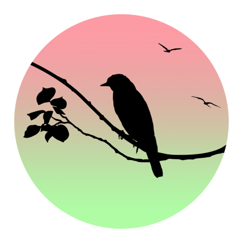 SUCHE jungen zahmen Kanarienvogel