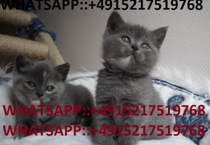 Traumhafte BKH Kitten aus liebevoller seriöser Hobbyzucht!