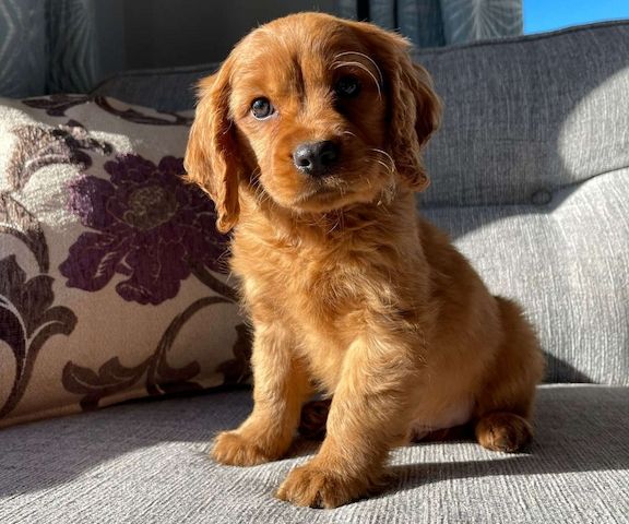 Intelligente Golden Retriever-Welpen jetzt bereit