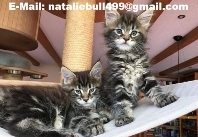 Maine Coon Kätzchen zu verkaufen