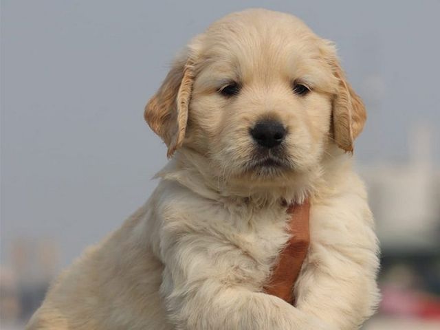 Golden Retriever zur Adoption