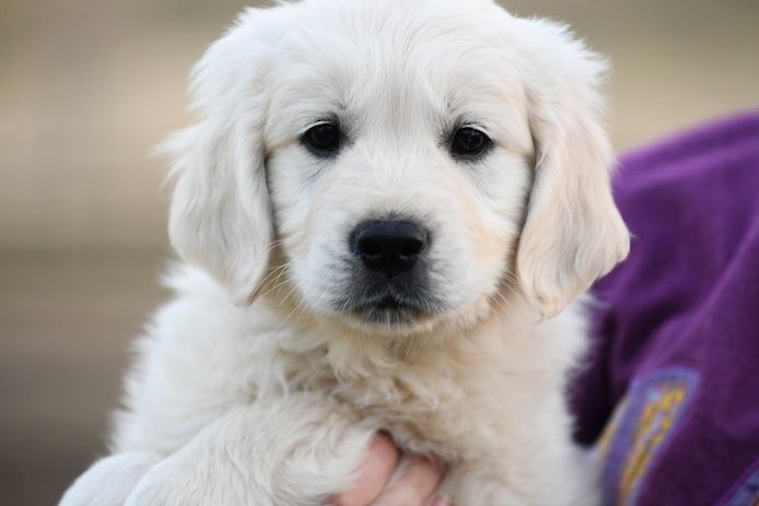 Intelligente Golden Retriever-Welpen jetzt bereit