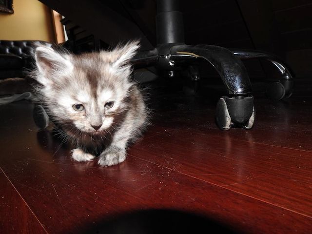 Maine-Coon-Katzen-Kätzchen