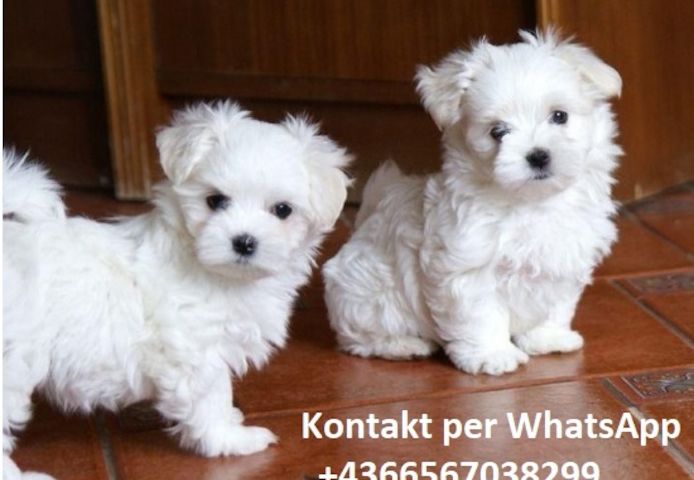 Malteser welpen KOSTENLOS