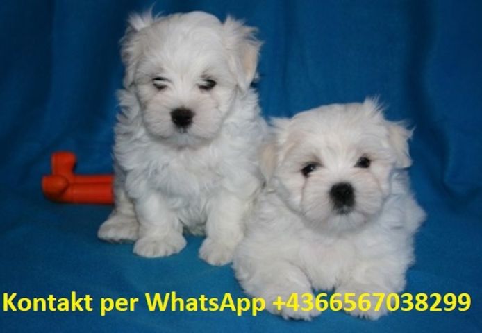 Malteser welpen suchen ein neues zuhause