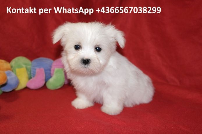 Baby Malteser welpen(KOSTENLOS )