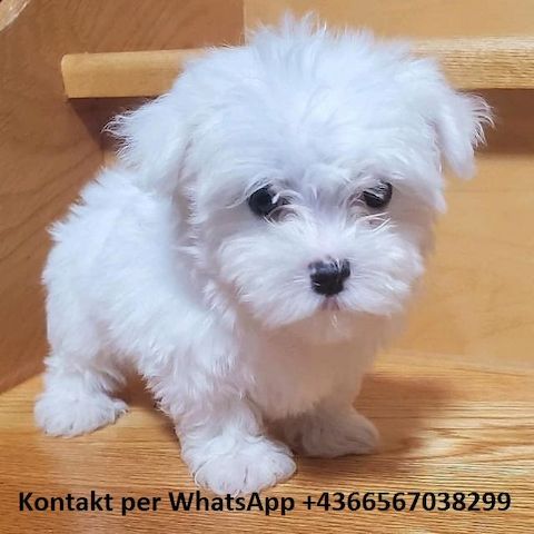 MINI MALTESER WELPEN (KOSTENLOS )