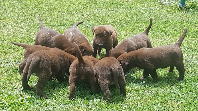 Wunderschöne Labradorwelpen mit Papieren
