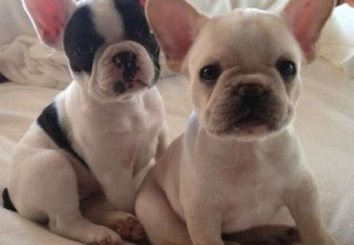 Französische Bulldoggen Welpen zu verkaufen